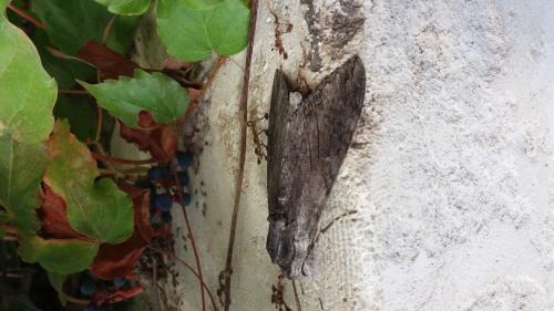 Agrius convolvuli